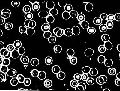 Load image into Gallery viewer, Energizer Water W 100