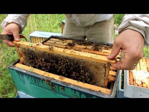 Load and play video in Gallery viewer, Bees Protection